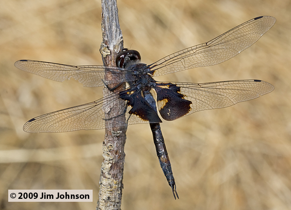 Tramea lacerata 20090913_0092, Black Saddlebags
