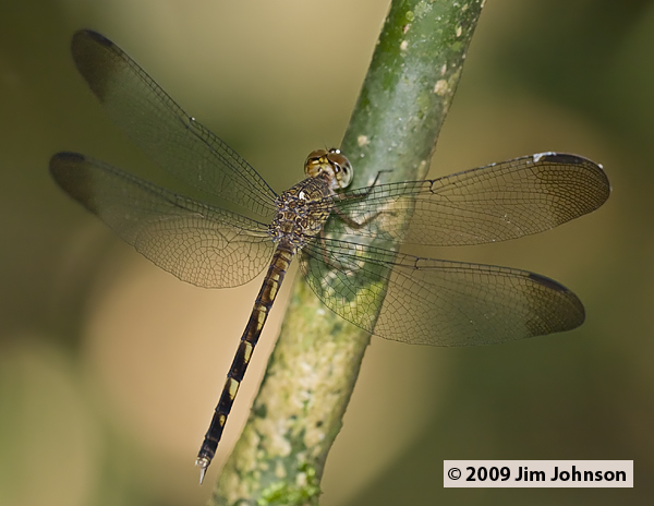 Uracis fastigiata 20091010_1412