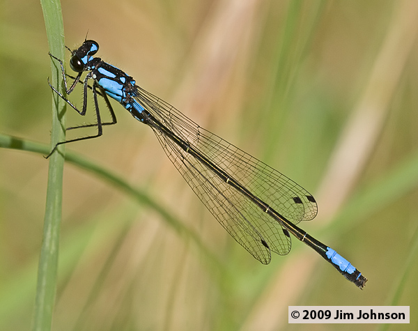 Zoniagrion exclamationis 20070518_0013, Exclamation Damsel