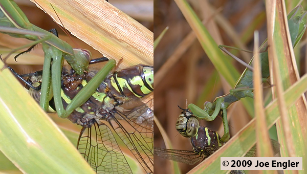 mantid preys on Aeshna palmata, Paddle-tailed Darner mantid preys on Aeshna palmata, Paddle-tailed Darner
